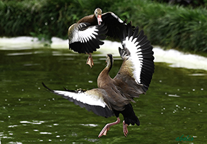 Danza aérea en el lago