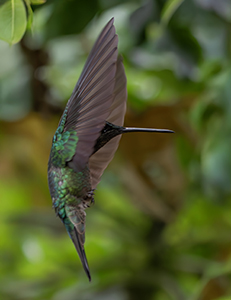 Verde abrazo y alas