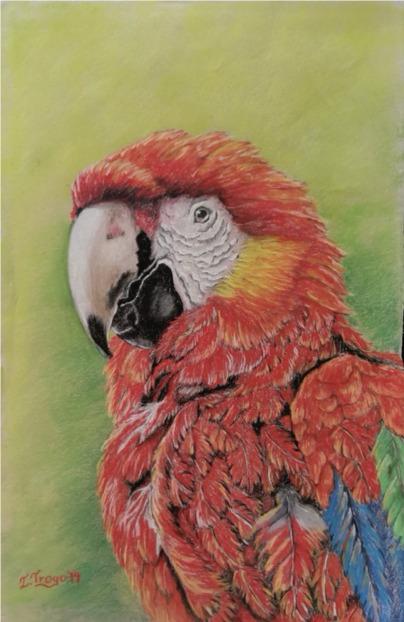 Guacamayo Rojo