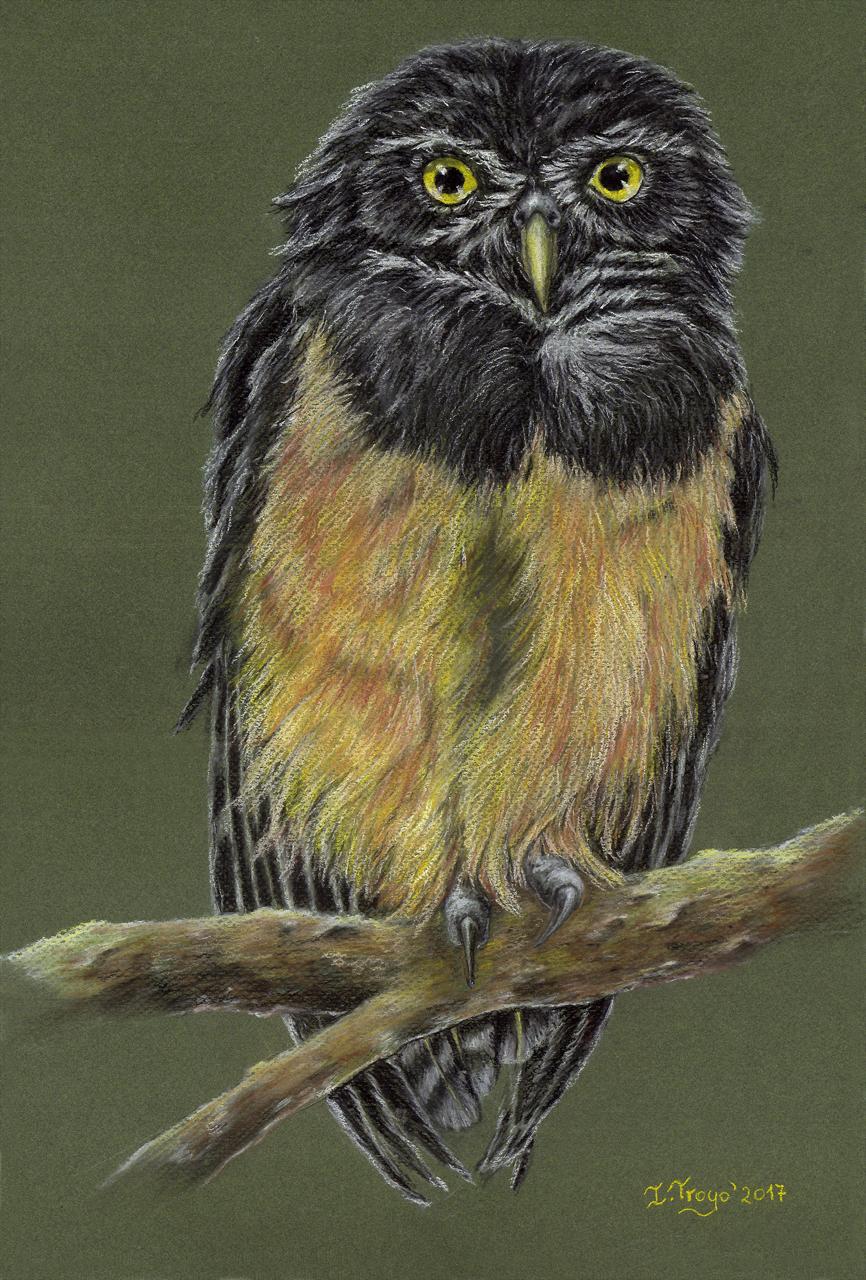 Búho de Anteojos